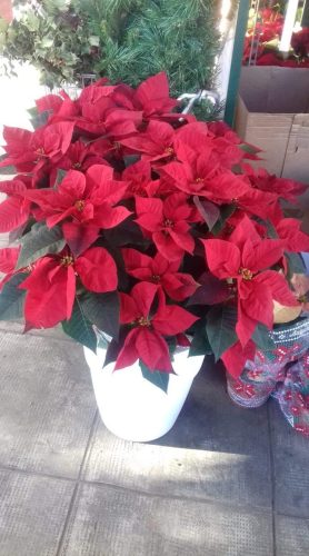 Natale-13