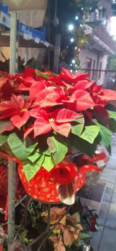 Natale-14