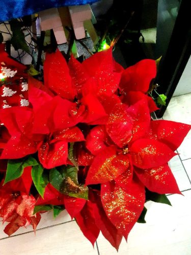 Natale-16