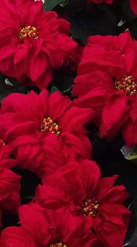 Natale-5
