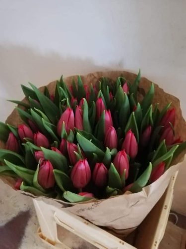 laurea-10