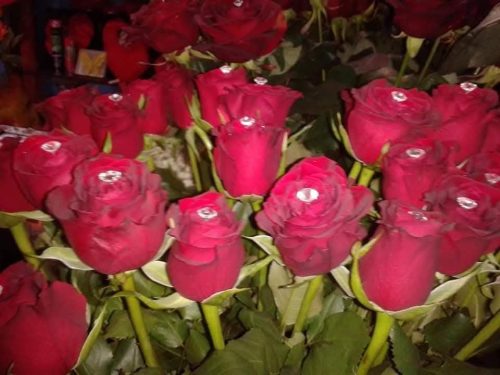 laurea-8