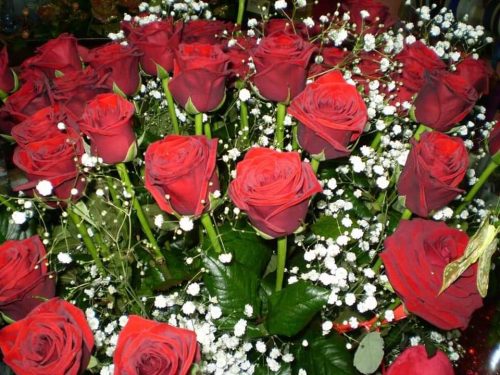 laurea-9